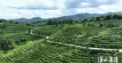 “苦”尽“甘”来！新农人的一杯“茶咖”带火一个村