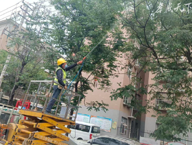 黏糊糊！孝感栾树“滴油”之谜终于解开