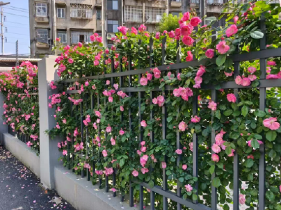 满城芳华·蝶变进行时丨潜江：精修一城景 幸福入万家