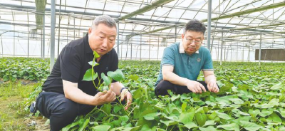 红薯“几毛一斤”到产值48亿，这位红安老兵做对了什么？