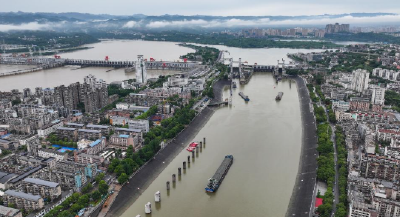 为葛洲坝航运扩能让路  宜昌江边2265棵大树“搬家”