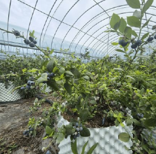 大悟：“蓝珍珠”铺就乡村振兴致富路
