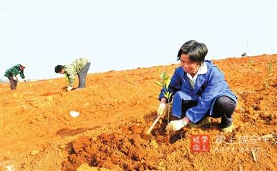种果树奔富路
