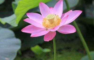 渡普镇开展家庭助廉活动