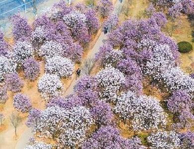 三镇三月芳菲到 且看江城是花城