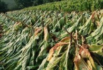 嘉鱼烟草营造清廉的节日氛围