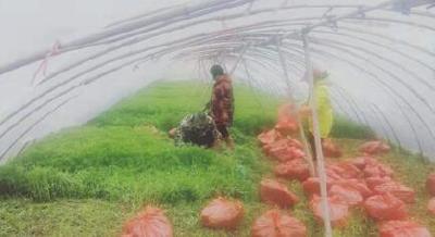 农户为小区居民捐赠泥蒿