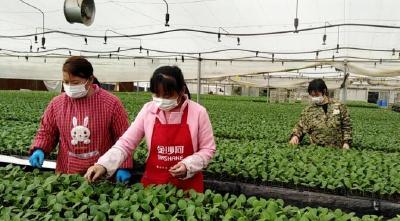 【复工复产】人勤育苗忙