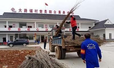渡普镇防疫造林两不误
