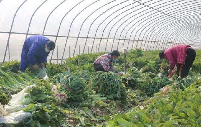 嘉鱼蔬菜 跨省热销