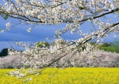 【一线随笔】她们，和油菜花一起绽放