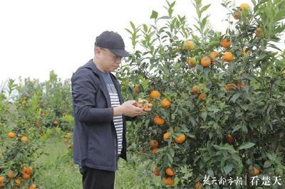 秭归脐橙、洪湖莲藕、嘉鱼藕带最畅销，广东北京江浙沪最爱湖北农产品
