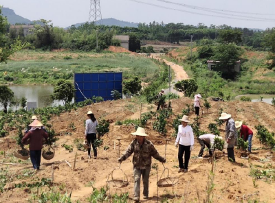 【决战决胜脱贫攻坚】陆溪千亩脐橙基地带动村民脱贫致富