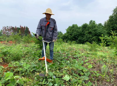 【决战决胜脱贫攻坚】官桥3万亩油茶树结出农民“致富果”  