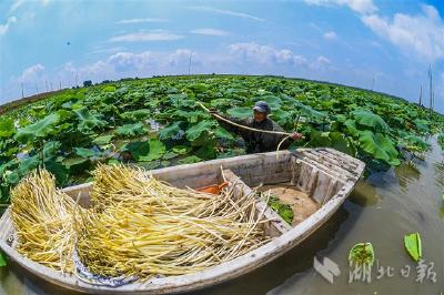 嘉鱼鲜藕带通过冷链俏销全国 