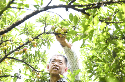 高铁岭镇：桃李变身“摇钱树”  