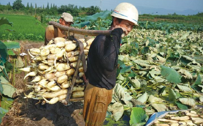 嘉鱼入列湖北省农产品质量安全县