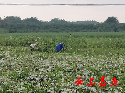 ​官桥镇苎麻示范基地：理顺乱麻好致富