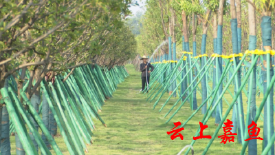 长江嘉鱼大堤植新绿