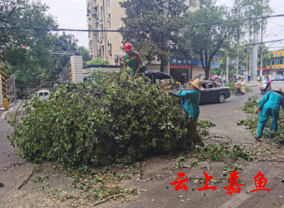 街边绿化遮挡标志 交警联合园林修剪