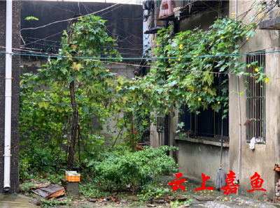 【创卫红黑榜】凤凰大道这些地方“脏乱差”