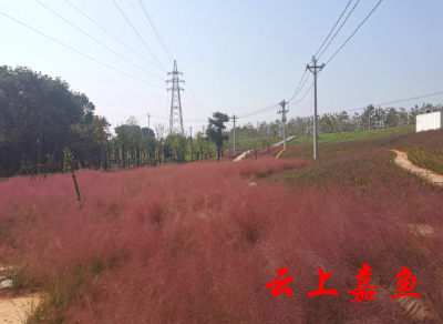 “网红”粉黛乱子草扮靓江堤修复工程