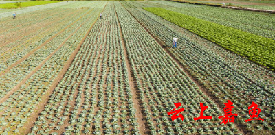 潘家湾镇10万亩蔬菜长势喜人
