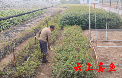 苗圃基地管护忙