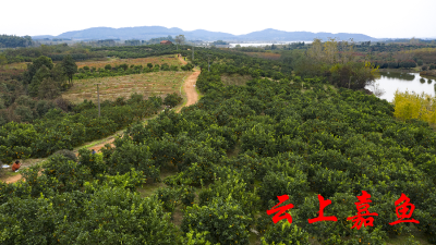 陆溪镇花果山脐橙喜丰收