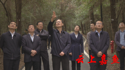 省林业局局长刘新池来我县调研林业工作