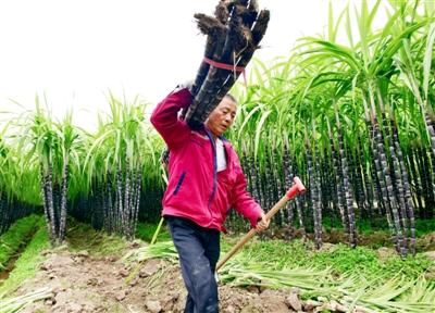 甘蔗熟了 日子甜了