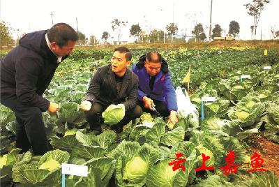 田间传技 助农增收