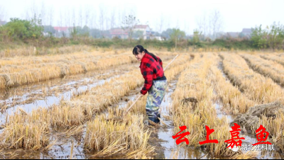 《是这个理》：湖北荆州中河村的硬核力量