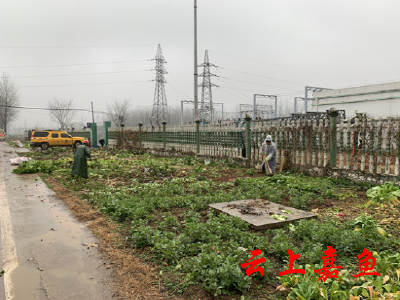 【创文我们在行动】西街社区铲除凤凰大道私家菜园