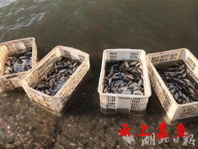 捕鱼6公斤，放流50倍 