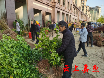 人勤春早 苗木俏销