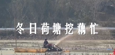 新春走基层 | 冬日荷塘挖藕忙