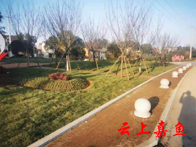 白果树村变美了
