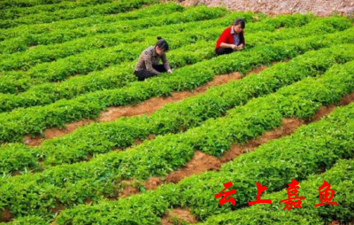 渡普镇组织种植大户学习致富先进经验