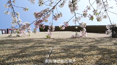 新华全媒+｜辛识平：“樱花之约”汇聚前行的力量