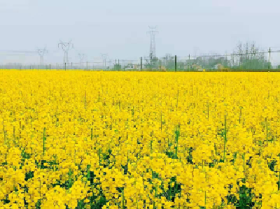 高铁岭镇引导种植户科学种植