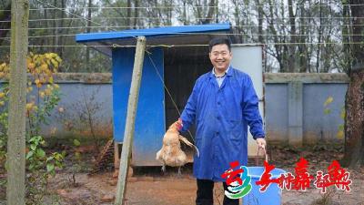 高铁岭镇：鸡住“别墅” 带动致富