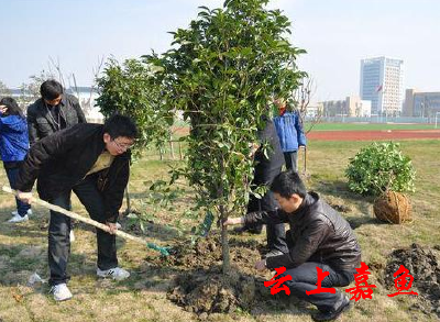 嘉鱼开展植树活动