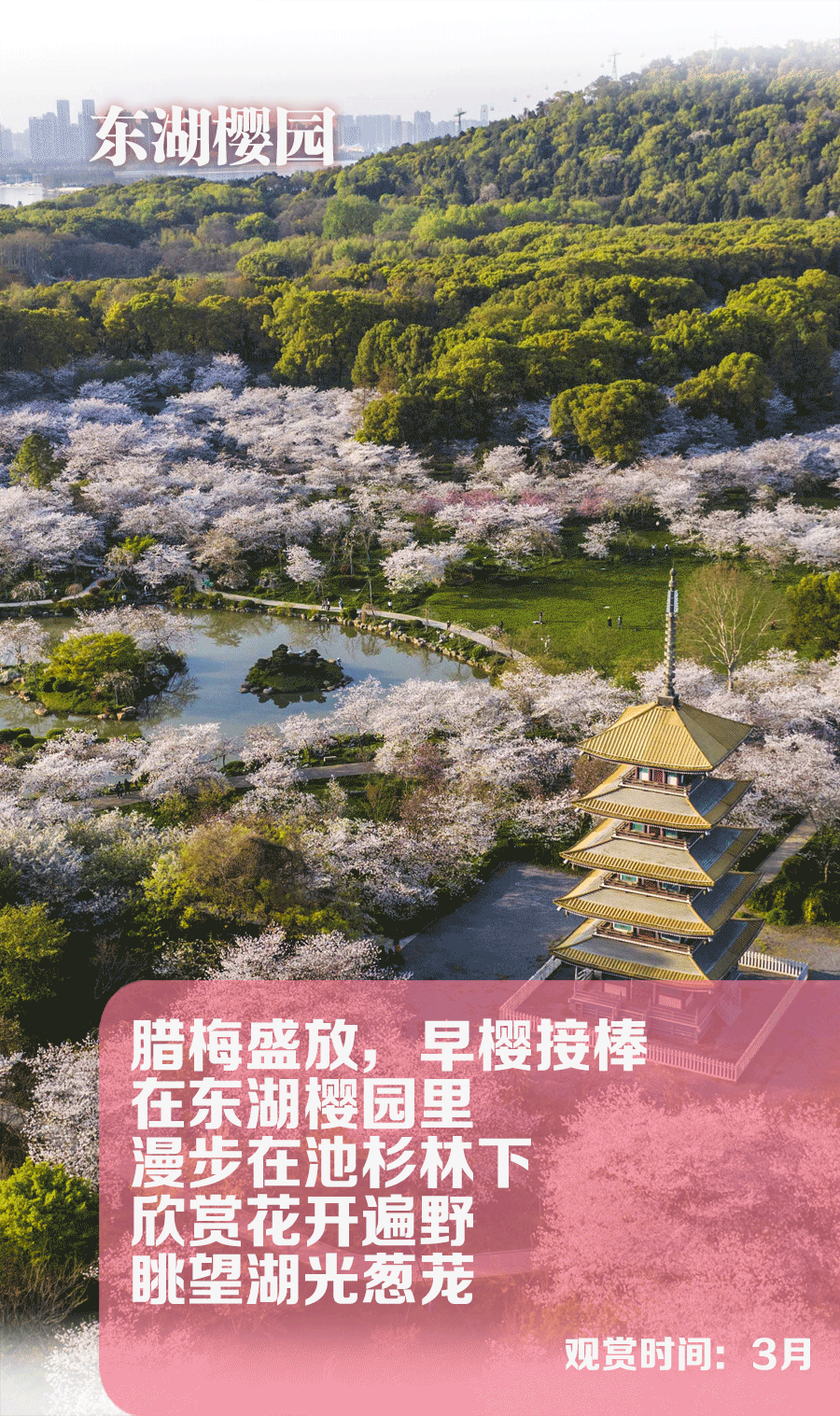 @援鄂医疗队 此时荆楚暖 樱花等你来 