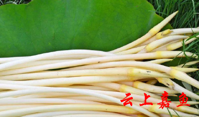 嘉珍农业订单饱满产销两旺