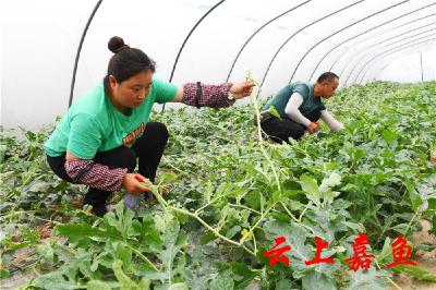 图文：西瓜连片种植