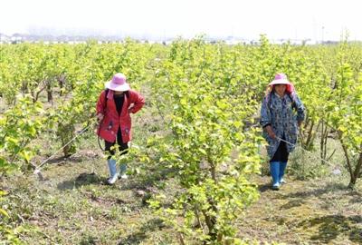 嘉鱼：能人回乡种植桑葚