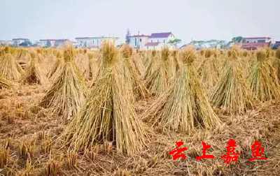 鱼岳镇专题研究部署秸秆禁烧工作