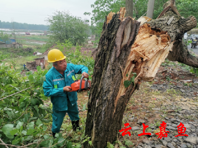 县园林局迅速组织清理断木 保障市民安全出行