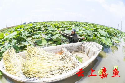 看嘉鱼蔬菜产业如何追赶寿光